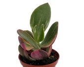 Cream Green Jade Plant -Crassula ovata var. - Easy to grow - 2.5 quot Pot
