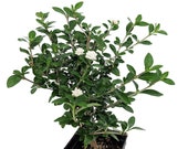 Double White Serissa Tree - 2.5 quot Pot - House Plant, Fairy Garden Plant, Bonsai
