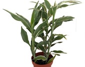 White Edged Lucky Bamboo Plant - Dracaena sanderiana - 2 Pack 3 quot Pot