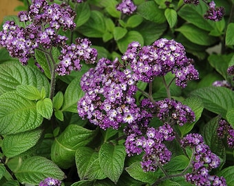 Cherry Pie Plant - Heliotrope - Extremely Fragrant - Indoors or Out - 4" pot