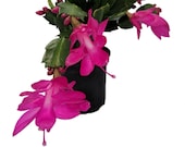 Hirt 39 s Purple Christmas Cactus Plant - Zygocactus - 2 quot Pot