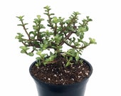Creme Green Mini Jade Plant - Portulacaria afra - 6 quot Pot