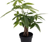 Braided Money Tree - Pachira - 4 quot Pot - Easy to Grow House Plant - Trending