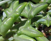 RARE - String of Dolphins Succulent - Senecio peregrinus-Easy to Grow- 3.75 quot Pot