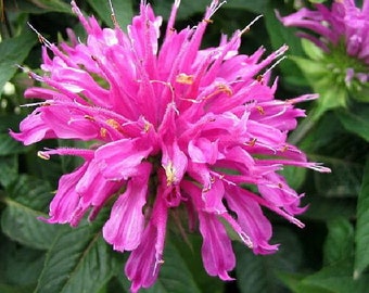 4g 0.14oz Bergamot bee balm Beebalm Monarda Didyma Organic red Flowers Petals for Steam Bath Decor Art /& to decorate candel in Canada