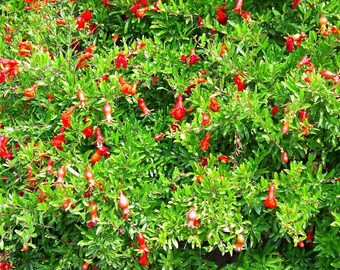 Pomegranate Plant Etsy