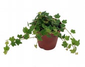 Mini Oakleaf Creeping Fig - Terrarium Topiary HousePlant Fairy Garden - 2.5 quot Pot