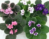 Hirt 39 s Novelty African Violet - 4 quot Clay Pot Better Growth - Best Blooming Plant