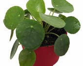 Chinese Money Plant - Pass It On Plant - UFO Plant - Lefsi Plant - Pilea - 4 quot Pot