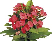 Vulkanus Crown of Thorns - Good Luck Plant - Euphorbia Maxi - 3 quot Pot