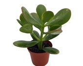 Sunshine Jade Plant - Crassula ovuta 39 Sunshine 39 - Easy to Grow - 2.5 quot Pot