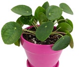 Chinese Money Plant -Pass It On Plant- Pilea peperomioides-4 quot Ceramic Pot Saucer