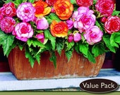 Picotee Bi-Color Begonia Mix 4 Bulbs - Great in Hanging Baskets