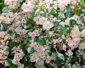 Snow Capped Artillery Plant - Pilea microphylla - Rare Easy to grow - 2.5 quot Pot