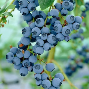 Blue Crop Blueberry Plant - 2.5" Pot - Large/Delicious/Midseason - No Shipping to Washington State or Oregon