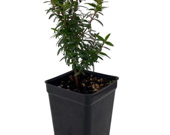 Mini Biblical Myrtle communis 'Minima' - 2.5" Pot - Fairy Garden/Houseplant