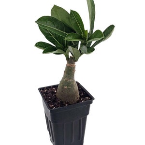 Red Arabic Desert Rose - Adenium - 2.5" Pot