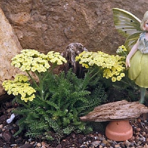 World's Smallest Tiny Gold Yarrow - Achillea - Fairy Garden/Rock Garden-2.5" Pot