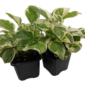 Pearls & Jade Pothos - Epipremnum aureum - 2 Plants 3" Pots - Good in Low Light