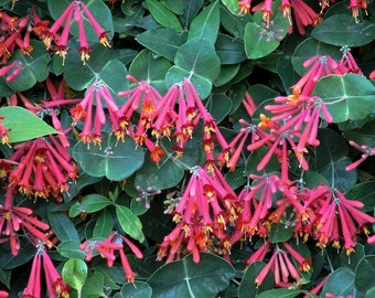 Major Wheeler Honeysuckle Vine - Perennial - Lonicera - 2.5" Pot - Fragrant