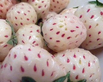 White Carolina Pineberry Plants - 50 Roots -Bareroot-Pineapple/Strawberry Flavor