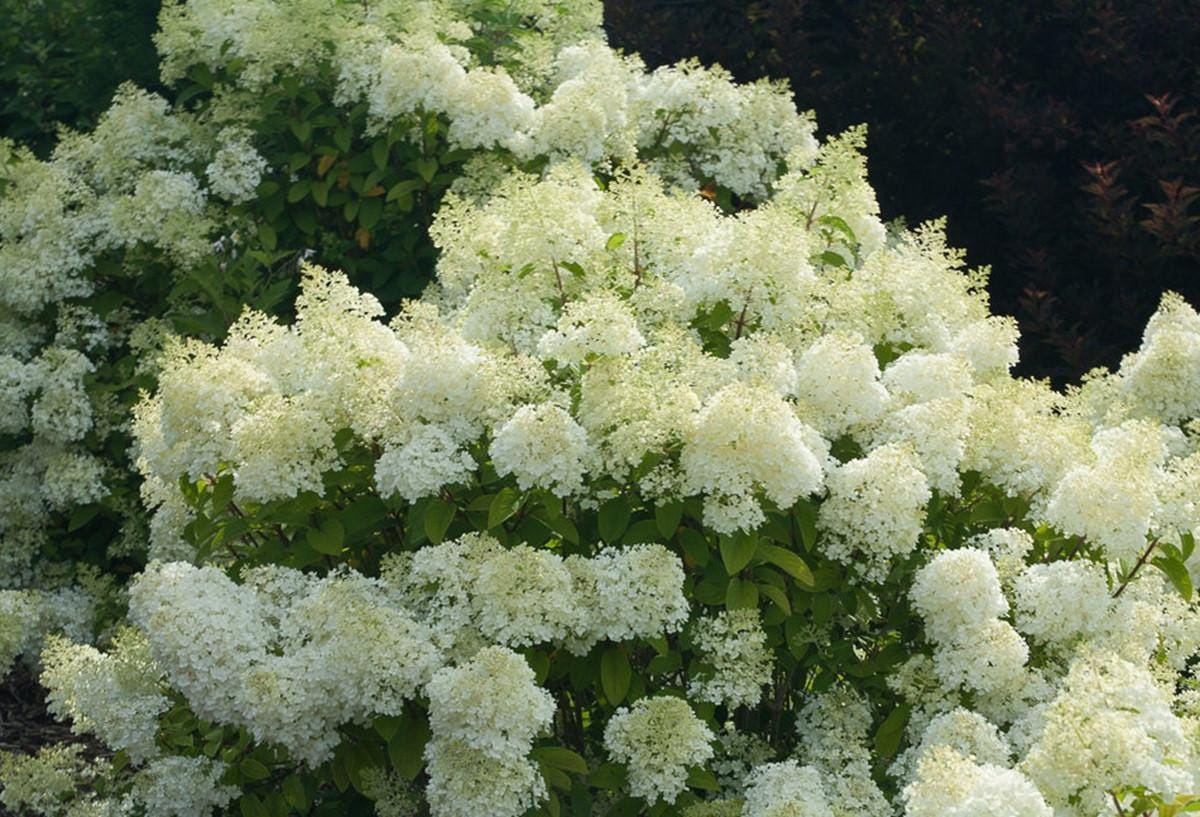 BoBo®  Dwarf Hydrangea Bush - Blooms all Summer - Proven Winners - 4" Pot
