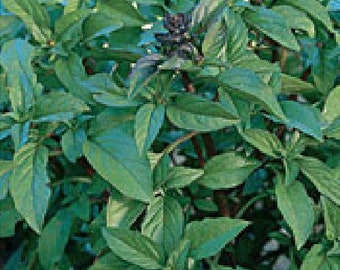 Thai Basil Herb Seeds - 100 Seeds