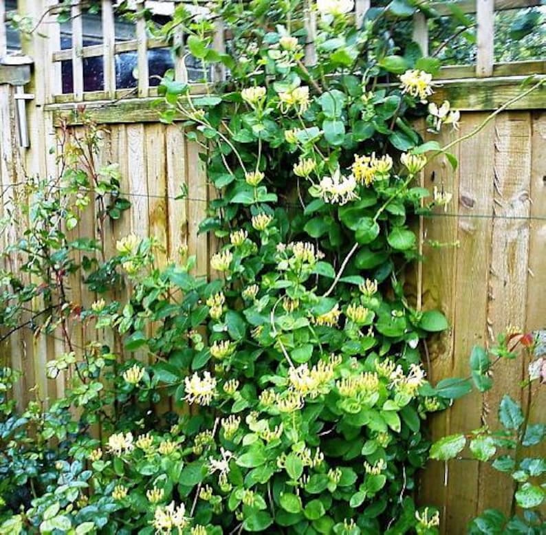 Scentsation Honeysuckle - Proven Winner - Lonicera - Very Fragrant - 4" Pot image 2