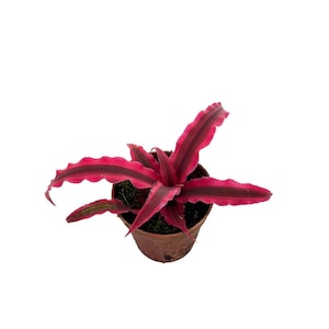 Magenta Earth Star Plant - Cryptanthus -  2&quot; Pot