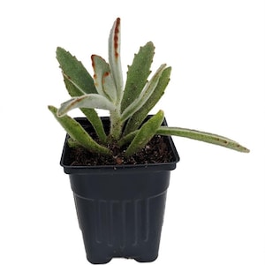 Panda Plant  - Kalanchoe tomentosa - Succulent - 4&quot; Pot