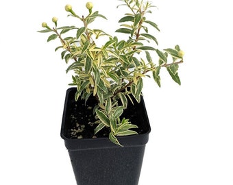 Mini Variegated Biblical Myrtle - Myrtus - 2.5" Pot - Fairy Garden/Houseplant