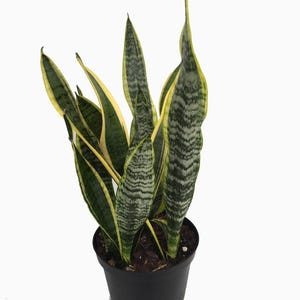 Laurentii Snake Plant - Sansevieria - Impossible to kill! - 6" Pot