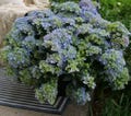 FAIRYTRAIL FRESCO Cascade Hydrangea®-  Proven Winners - 4" Pot