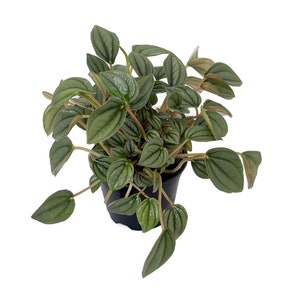 Napoli Nights Peperomia 4" Pot  - Easy to Grow Houseplant