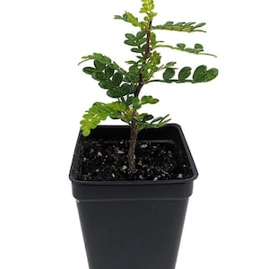 Edible Yellowwood / Pepper Tree Plant - 2.5" Pot - Terrarium/Fairy Garden/House Plant