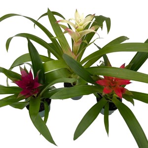 Guzmania Vase Plant Collection - Bromeliad - 3 Plants in 4" Pots