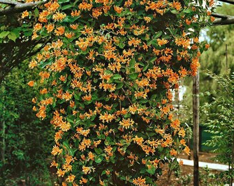 Mandarin Honeysuckle Vine - Perennial - Lonicera - 2.5"  Pot