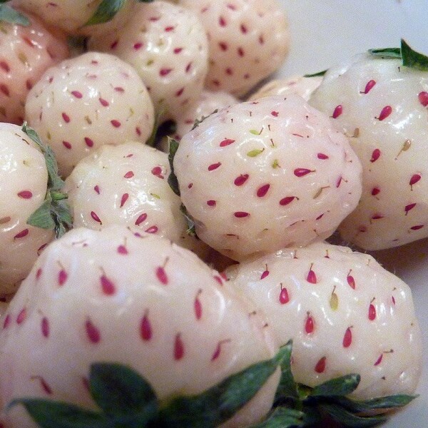 White Carolina Pineberry Plants - 25 Roots -Bareroot-Pineapple/Strawberry Flavor