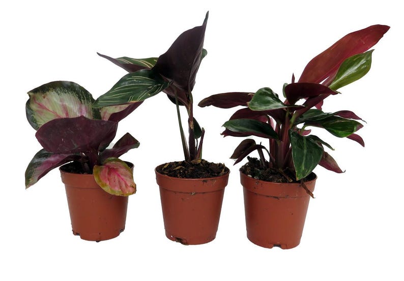 Calathea Assortment - 3 Pack in 2" Pots