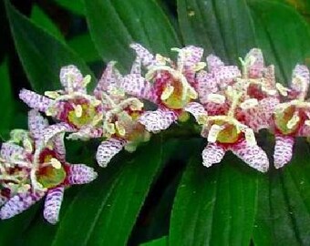 Miyazaki Toad Lily 10 Seeds -Tricyrtis- Shade Perennial