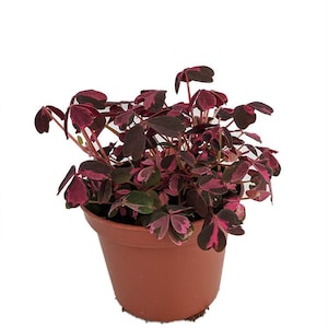 Plum Crazy Shamrock - Oxalis - 2.5" Pot - Fairy Garden Plant/House Plant/Edible