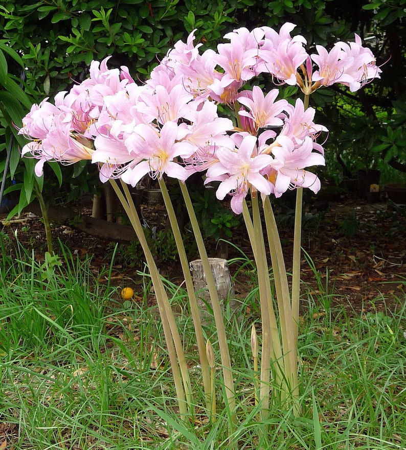 Naked Lady Magic Lily 1 Bulb Lycoris Squamigera Fall Etsy 