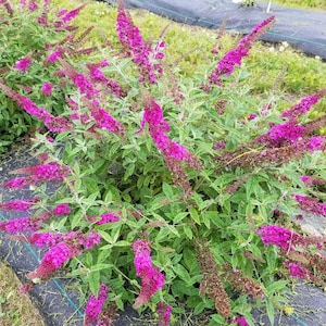Lo & Behold Ruby Chip® - Butterfly Bush - Buddleia - Proven Winners - 4" Pot