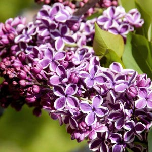 Sensation French Lilac - Syringa - Extremely Fragrant - Quart Pot