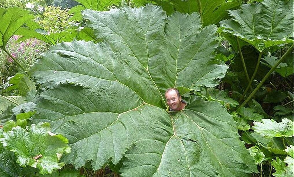 Dinosaur Gunnera 20 Seeds - Worlds Largest Perennial - Hirt's Gar…