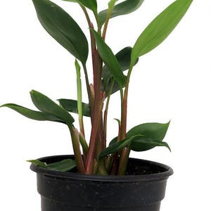 Dwarf Golden Brush Ginger - Burbidgea scheizocheila - 4" Pot -Collector's Series