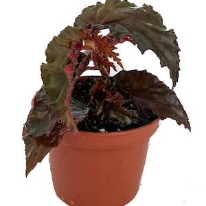 Concord Black Begonia Plant - 2.5&quot; Pot - Terrarium/Fairy Garden/House Plant