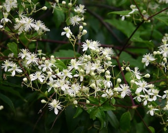 Clematis virginiana - Fall Blooming Love Vine - 2.5" Pot - Very Hard Vine