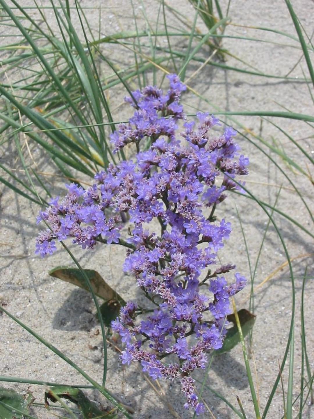Sea Lavender 50 Seeds Limonium Latifolium - Etsy