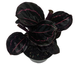 Dottie Rose Painted Prayer Plant - Calathea roseopicta 'Dottie' - Easy - 4" Pot
